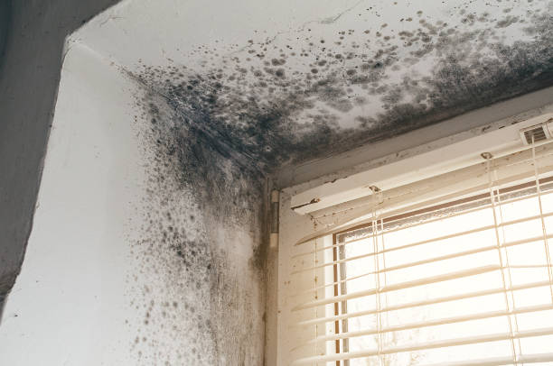 Affordable Attic Mold Remediation solutions in Boykins, VA