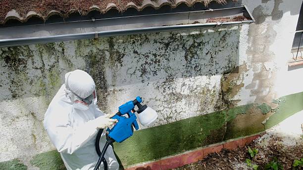 Top rated local Attic Mold Remediation specialists in Boykins, VA